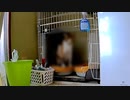 トイレが小さいとこうなります。【猫のトイレ】