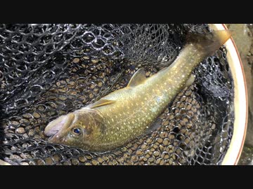 東北ずん子とgungunGUNMA釣り修行#13「2021年早春のイワナ釣り」