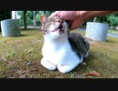 公園の芝生に座っていた野良猫の喉を撫でようとするとゴロンと転がってお腹を見せようとしてカワイイ