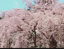 オリジナル曲「With Your Message」
