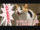 美少年オス三毛猫、クセの強い鳴き声でアピールする