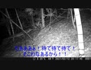 不定期トレイルカメラｗ第３回