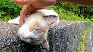 道路脇の塀にいた野良猫を撫でるとよく喋る猫だったので付いていってみた