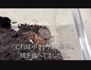 [蜘蛛ですがは]タランチュラ飼育日記その２３７[まだ見てないんだぁ]