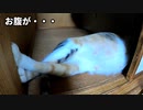 もう、はち切れそう…。『押入れでの出産は回避したいけど、相変わらずお産箱に入らない姉猫ホームズ』足をクロスさせて寝る猫