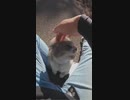 【野良猫】神社のイカ耳猫様に天罰を受けてしまう男の動画が話題！？【猫動画】#Shorts