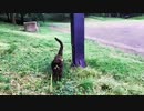 2021/07/07放送【95日目 北海道 帯広市 夕方 あずにゃんぽ（猫散歩）】北海道全市町村制覇するまで帰れまてん！　猫と車中泊の旅　日本縦断【旅猫あずき～保護猫から旅猫へ～】