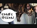 2021/07/09放送【98日目 北海道 富良野 早朝 あずにゃんぽ（猫散歩）】北海道全市町村制覇するまで帰れまてん！　猫と車中泊の旅　日本縦断【旅猫あずき～保護猫から旅猫へ～】