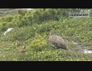 二ホンライチョウ 中央アルプスで自然繁殖に成功 約50年ぶり