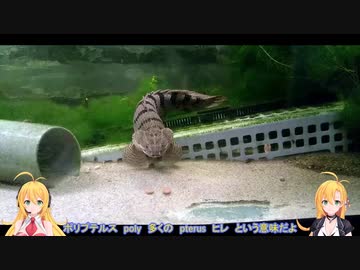 飼育魚紹介 ポリプテルス デルヘジィ ニコニコ動画