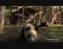最初の視点では、パンダに追われるのがどんな感じかを感じることができます