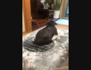 Shih Tzu's butt is itchy シーズー　お尻が痒いよ
