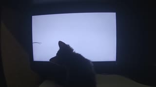 みつばちゃん猫専用動画初体験