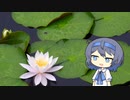 【CeVIO写真】今日も写真でのんびり雑談＿51枚目【水面の睡蓮】