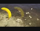 【International Space Banana】タカハシ・バナナ・大回転【CeVIO実況】