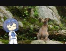 【CeVIO写真】今日も写真でのんびり雑談＿52枚目【岩場の猫】