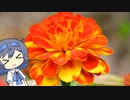 【CeVIO写真】今日も写真でのんびり雑談＿54枚目【マリーゴールドの花言葉】