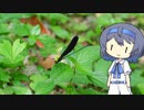 【CeVIO写真】今日も写真でのんびり雑談＿56枚目【可憐なトンボ】