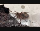 [このすばを]タランチュラ飼育日記その２３８[全部見ましたお]