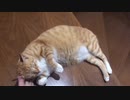 足を甘噛みする虎猫