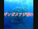 ギンガメアジ群れ・粟国島ダイビング