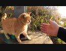 【野良猫】茶トラ猫の甘えん坊でお困りの方、対処方法はこちら【猫動画】