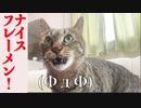 【猫のフレーメン】(−ω−)⇢(ΦдΦ)⇢(◎д◎)