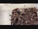[彼女展]タランチュラ飼育日記その２３９[最高すぎた]