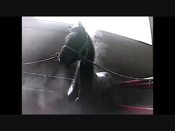 ホモと見る馬肉にされる競走馬