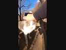 【野良猫】野良猫の頭を手の甲でグリグリしたらどうなるかな？【猫動画】#Shorts