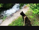 2021/07/09放送【98日目 北海道 千歳市 夕方 あずにゃんぽ（猫散歩）】北海道全市町村制覇するまで帰れまてん！　猫と車中泊の旅　日本縦断【旅猫あずき～保護猫から旅猫へ～】