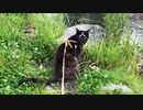 2021/07/10放送【99日目 北海道 千歳市 早朝 あずにゃんぽ（猫散歩）】北海道全市町村制覇するまで帰れまてん！　猫と車中泊の旅　日本縦断【旅猫あずき～保護猫から旅猫へ～】