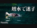 0704B【カルガモ親子の雛鳥がはぐれて迷子】川が増水。スズメ、ハシボソガラス、ヤモリ、ダンゴムシ。母鳥帰ってきた！鶴見川水系恩田川でコンデジ野鳥撮影　#身近な生き物がたり　#カルガモ親子　#ヤモリ