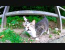 手を出すと離れて距離を取ろうとする猫とその隙にモフられようとする猫