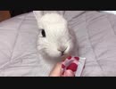 【うさぎ】一心不乱にうさぎ用チュールをむさぼる毛玉【ASMR】