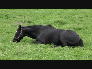 ヒシアマゾンと見る休憩中のフジキセキ
