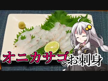 釣れなくても料理！オニカサゴのお刺身！【VOICEROIDキッチン】