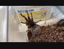[macの修理って]タランチュラ飼育日記その２４０[たのしいんだよね]