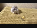 今日はどっちの気分？　【オッドアイのハムスター】