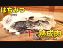 はちみつを使って1ヶ月熟成肉作ってみた Insane Honey Dry Age Experiment!!