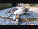 お城の猫、石垣の下でゴロンゴロン転がって来場者をもてなす