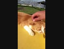 _ASMR_　絶好調の猫エンジン #Shorts