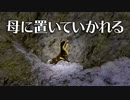 母に置いていかれる雛鳥　カルガモ親子の急流登り04　【身近な生き物語】
