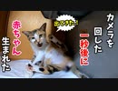 保護した野良猫から赤ちゃん生まれる【猫の出産 子猫誕生】