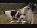 ペットの二割が感染も重症化せず・やはり人間用のウイルスであったか ＃中国ウイルス ＃武漢肺炎 ＃新型コロナ ＃COVID-19