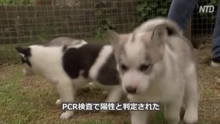 ペットの二割が感染も重症化せず・やはり人間用のウイルスであったか ＃中国ウイルス ＃武漢肺炎 ＃新型コロナ ＃COVID-19