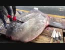 ホモと見るすぐ死ぬデマ拡散魚の解体