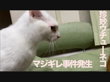 ウチューネコチャン、ブチ切れる