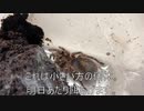 [少女漫画って]タランチュラ飼育日記その２４１[かわいいよね]