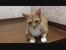 どうしても甘噛みしたい猫